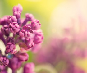 Spring blooming lilac flowers Stock Photo 01