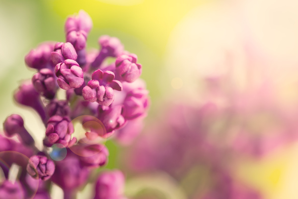 Spring blooming lilac flowers Stock Photo 01