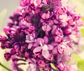 Spring blooming lilac flowers Stock Photo 02