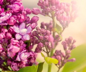 Spring blooming lilac flowers Stock Photo 03