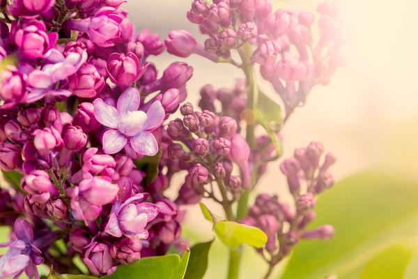 Spring blooming lilac flowers Stock Photo 03