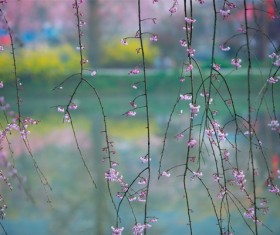 Spring cherry blossoms HD picture