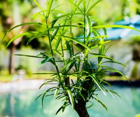 Spring new sprouting trees Stock Photo