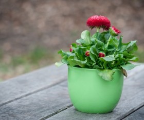 Spring potted flowers Stock Photo