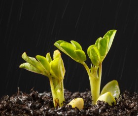 Sprout Stock Photo 01