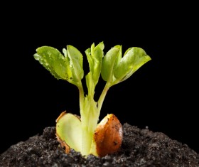 Sprout Stock Photo 02