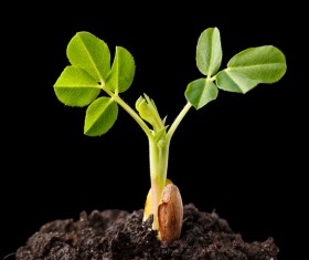 Sprout Stock Photo 03