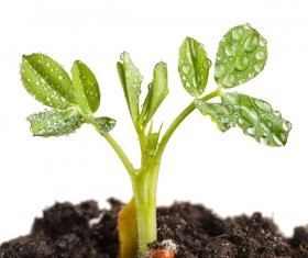 Sprout Stock Photo 04