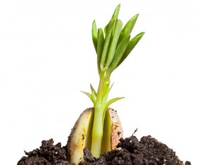 Sprout Stock Photo 05