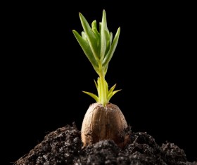 Sprout Stock Photo 06