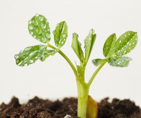 Sprout Stock Photo 07