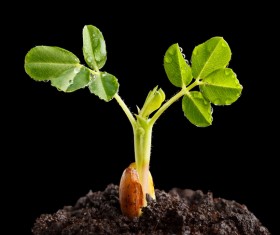 Sprout Stock Photo 08