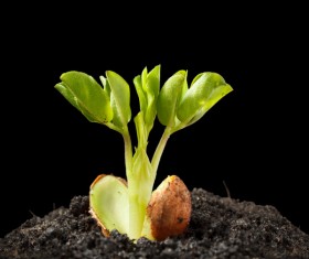 Sprout Stock Photo 09