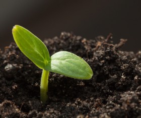 Sprout Stock Photo 10