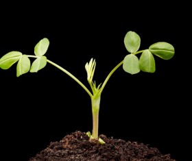 Sprout Stock Photo 11