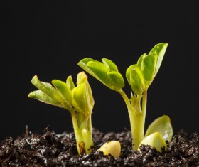 Sprout Stock Photo 12