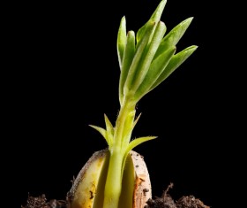 Sprout Stock Photo 13