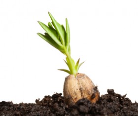 Sprout Stock Photo 14