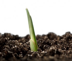 Sprout Stock Photo 15