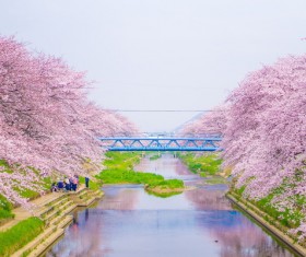 Stock Photo Cherry tree