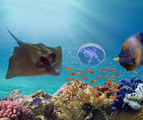 Stock Photo Panther and Tropical Fish