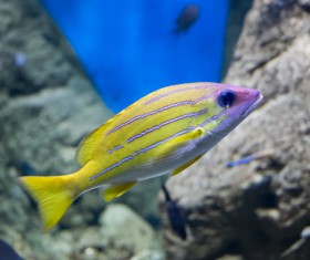 Stock Photo Yellow striped tropical fish