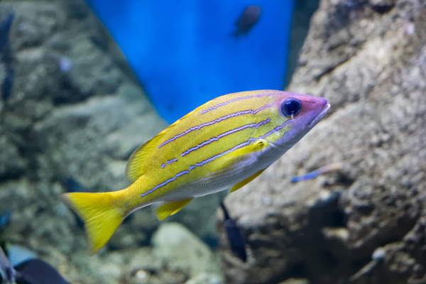 Stock Photo Yellow striped tropical fish