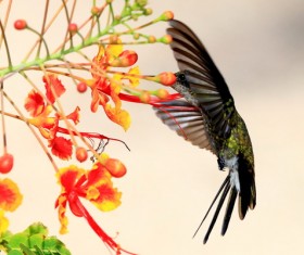 Sucking honeybirds HD picture