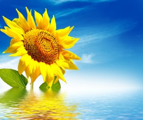 Sunflower blue sky background in water HD picture