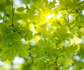 Sunny in the woods Stock Photo 01