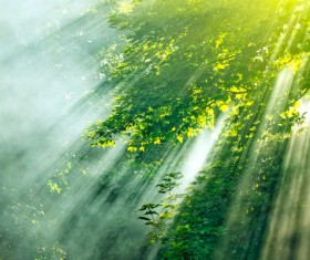 Sunny in the woods Stock Photo 02