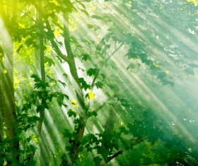 Sunny in the woods Stock Photo 04