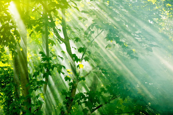 Sunny in the woods Stock Photo 04