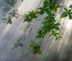 Sunny in the woods Stock Photo 05