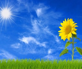 Sunny sunflowers Stock Photo