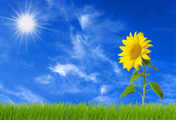 Sunny sunflowers Stock Photo