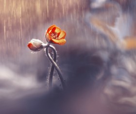 The blooming buds in the rain HD picture