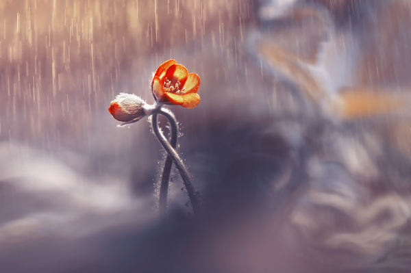 The blooming buds in the rain HD picture