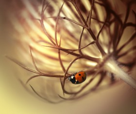 The ladybug on the branches HD picture