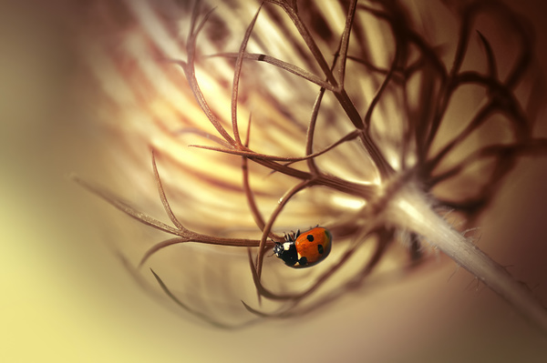 The ladybug on the branches HD picture