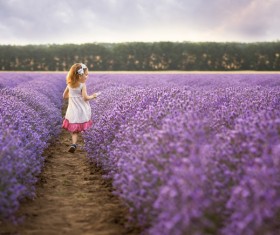 The little girl running on lavender farmland Stock Photo 01