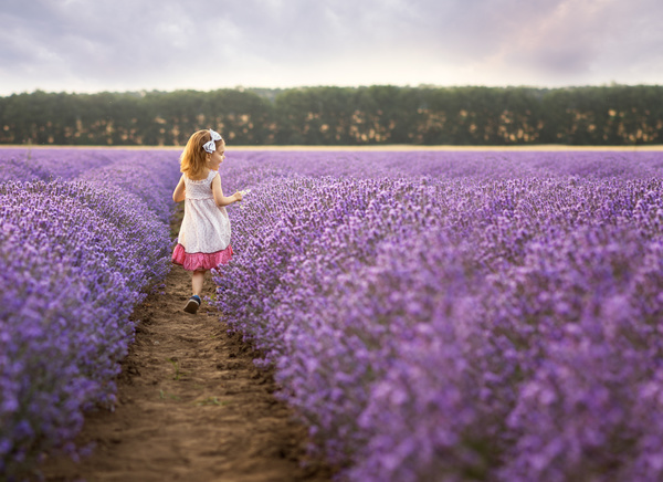 The little girl running on lavender farmland Stock Photo 01