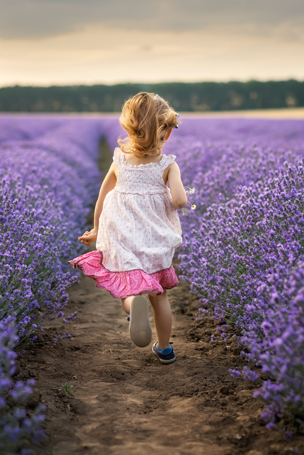 The little girl running on lavender farmland Stock Photo 02
