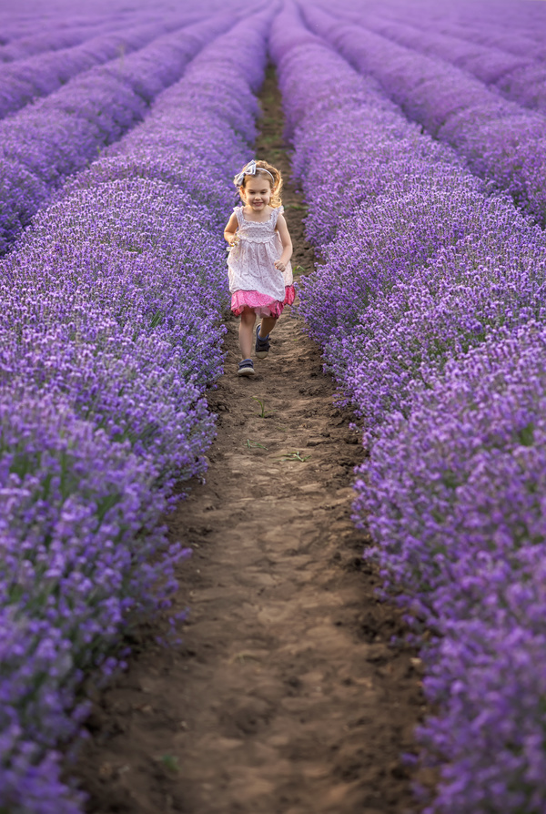 The little girl running on lavender farmland Stock Photo 03