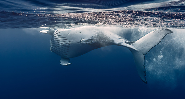 Undersea filming humpback whales Stock Photo