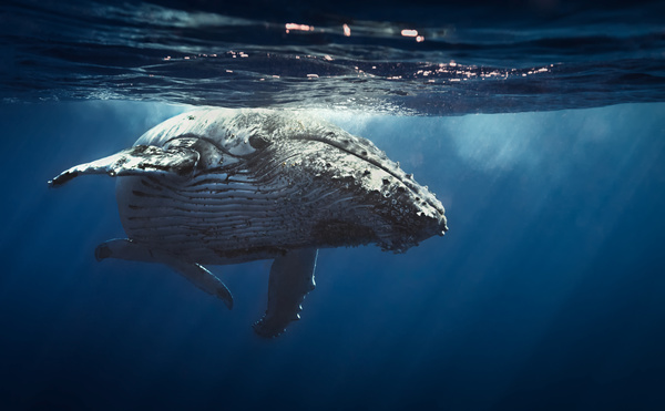 Wandering humpback whales on the water Stock Photo
