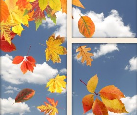 Wandering leaves Stock Photo