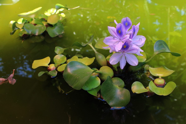 Water hyacinth blossom Stock Photo