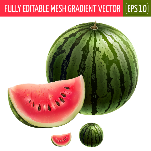 Watermelon with slice realistic vectors