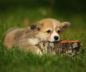 Welsh Corgi puppies Stock Photo 01